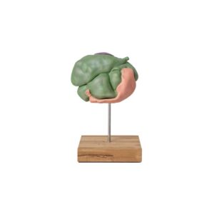 Modelo de Estómago de Oveja