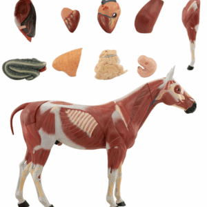 Modelo de Caballo 1/3