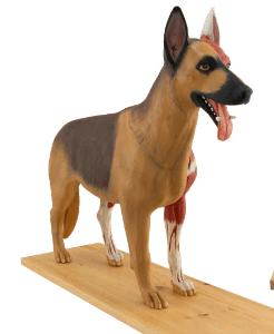 Modelo de Perro 2/3
