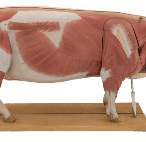 Modelo Anatómico de Cerdo 1/2