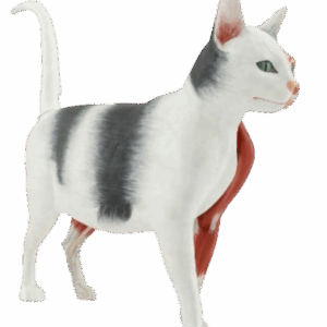Modelo Anatómico de Gato