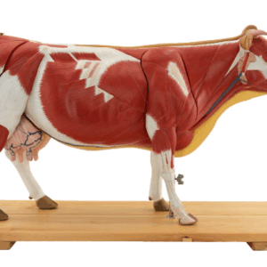 Modelo Anatómico de Vaca 1/3