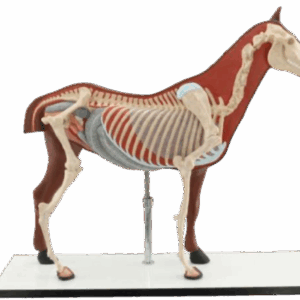 Modelo Anatómico de Esqueleto de Caballo 1/4