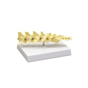 Modelo Anatómico de Columna Vertebral Canina
