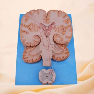 Modelo de anatomía de silicona del haz de conducción del sistema vertebral
