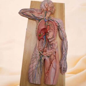 Modelo de anatomía de silicona del sistema linfático