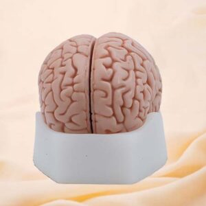 Modelo de silicona de cerebro