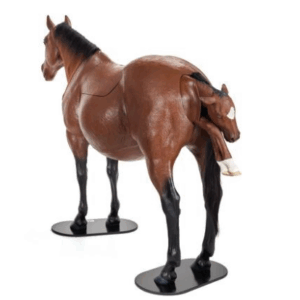 Modelo Equino para Simulación de Distocia