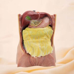 Modelo de anatomía de silicona de cavidad abdominal y epiplón mayor