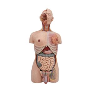 Modelo de anatomía de silicona alto realismo de torso humano de 85 cm