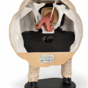 Simulador de Teriogeniología de Oveja