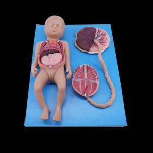 Modelo anatómico de silicona de circulación sanguínea fetal a término con placenta y órganos internos.
