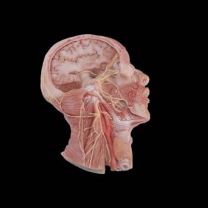 Cabeza de silicona con vista externa y nervios