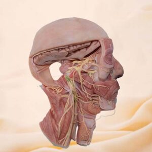 Modelo de anatomía de nervio craneal de silicona blanda simulada