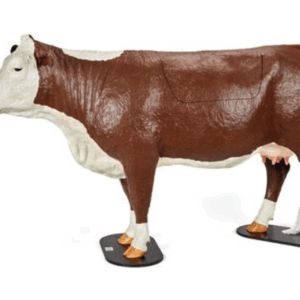 Modelo Bovino Hereford para Simulación de Distocia