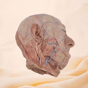 Cabeza y rostro de silicona con estructura superficial