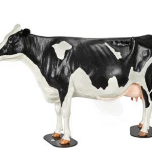 Modelo Bovino Holstein para Simulación de Distocia