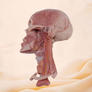 Cabeza de silicona con la arteria carótida externa y sus ramas
