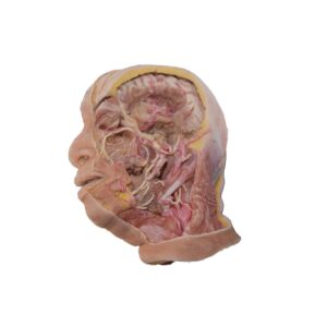 Cabeza de silicona con nervio trigémino