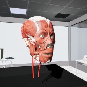 Anatomía de cabeza y cuello VR