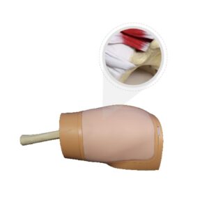 Modelo de entrenamiento para artroscopia de cadera - MEE069