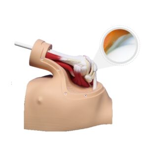 Modelo de entrenamiento para cirugía artroscópica de hombro - MEE065