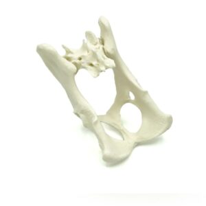 Pelvis con sacro | Gato