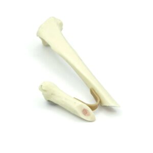 Tibia con fractura oblicua corta - con médula ósea | Gato