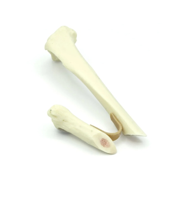 Tibia con fractura oblicua corta - con médula ósea | Gato