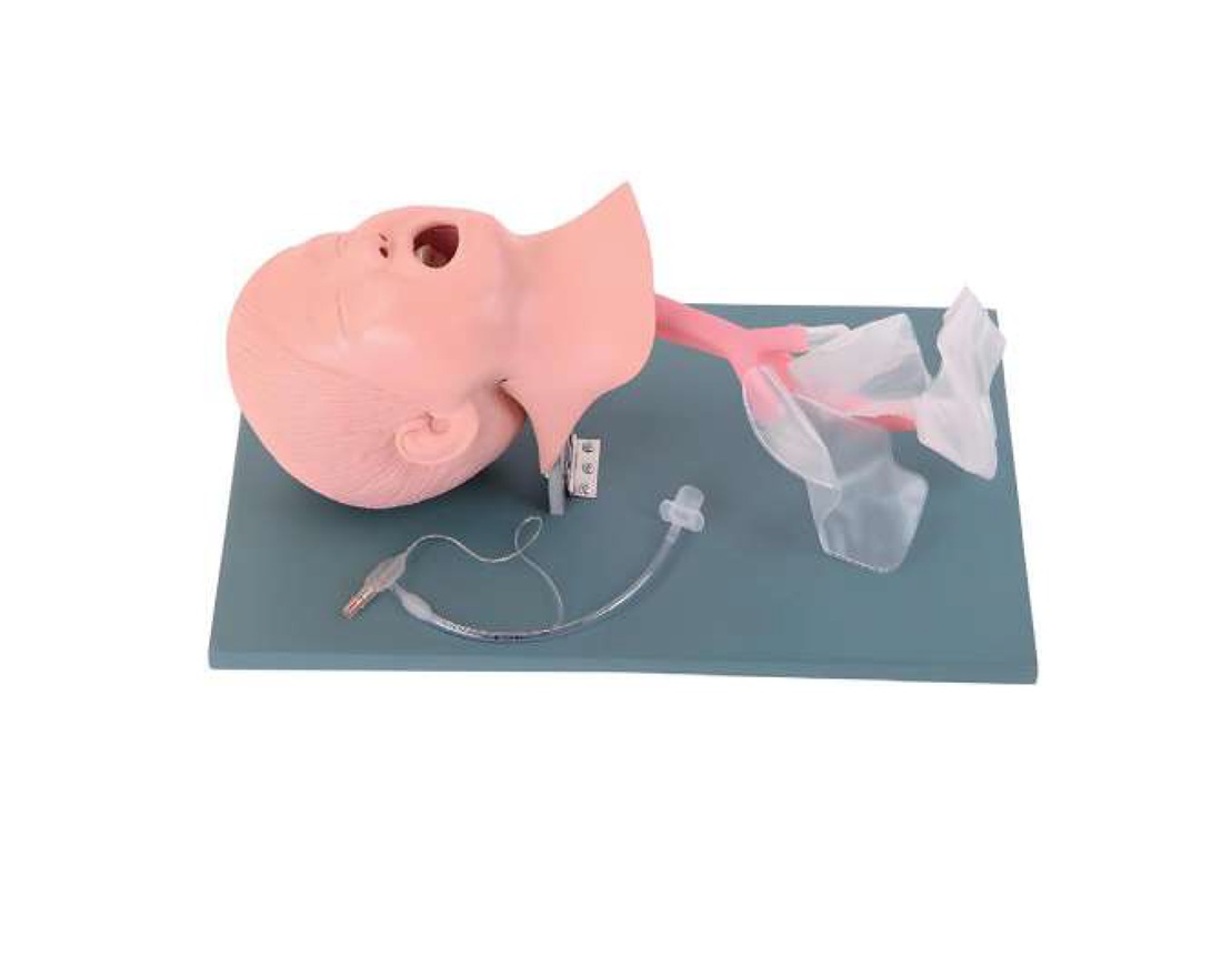 Cabeza Pediátrica de Intubación Endotraqueal --- PEE010