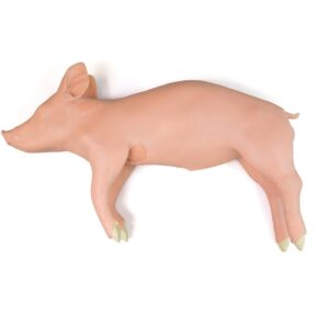 Weany - Modelo porcino de entrenamiento avanzado clínico