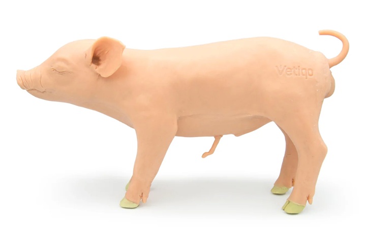 Modelo porcino Castro - Imagen 3