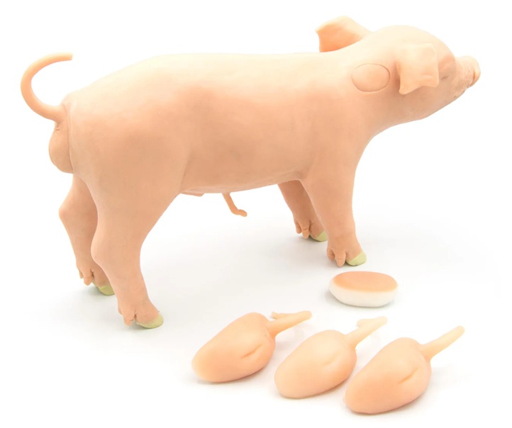 Modelo porcino Castro - Imagen 4