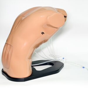 Modelo de entrenamiento en ecografía epidural (Lumbar y Torácico) – BPE021.01