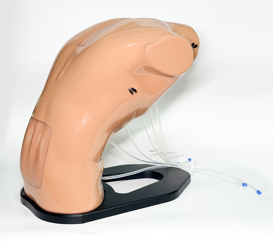 Modelo de entrenamiento en ecografía epidural (Lumbar y Torácico) – BPE021.01
