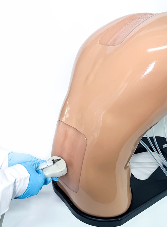 Modelo de entrenamiento en ecografía epidural (Lumbar y Torácico) – BPE021.01 - Imagen 2