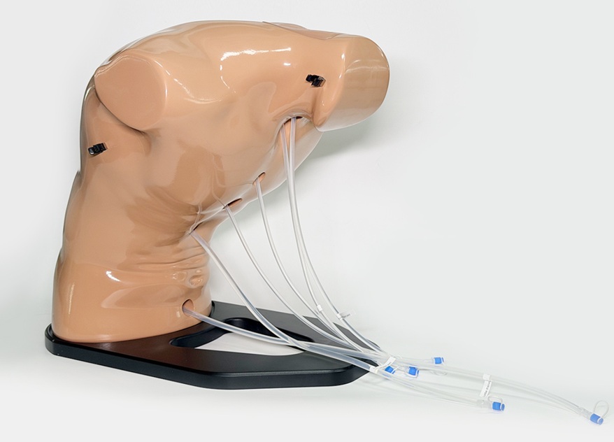 Modelo de entrenamiento en ecografía epidural (Lumbar y Torácico) – BPE021.01 - Imagen 3