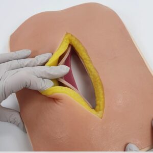 Entrenador de sutura de fascia abdominal A-AFS-01