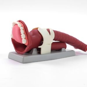 Modelo de Anatomía Oral y Demostración de Vía Aérea MEE026.01