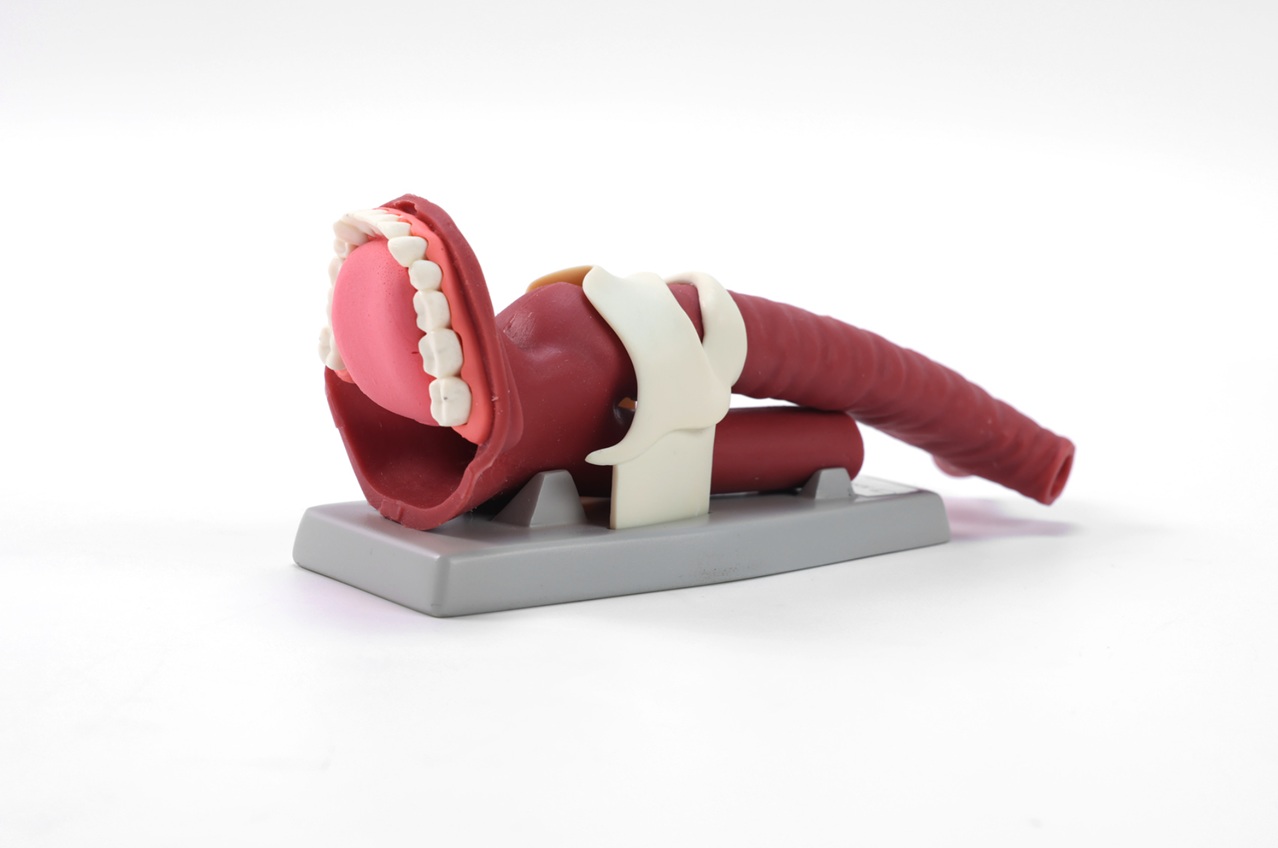 Modelo de Anatomía Oral y Demostración de Vía Aérea MEE026.01