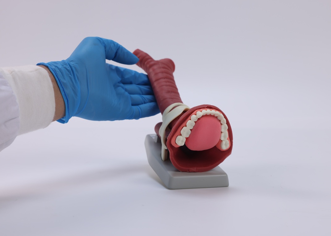 Modelo de Anatomía Oral y Demostración de Vía Aérea MEE026.01 - Imagen 3